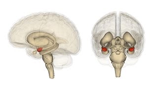 Communication Between the Amygdala and the Frontal Lobe [upl. by Dryfoos263]