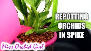 More about repotting Orchids in bloom or spike  Oncidium Sharry Baby repot [upl. by Cailly]