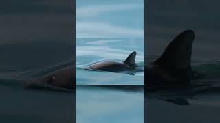 Rare Animals You Need to See  The Vaquita [upl. by Haughay974]