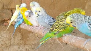 Budgerigars parrots k aawaz birds budgis budgiegar talkingbird birdslover parrots Budgies [upl. by Ventre173]