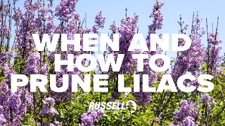 When and How to Prune Lilacs [upl. by Nilra]