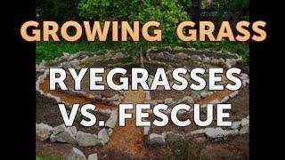 Ryegrasses Vs Fescue [upl. by Nuahsak368]