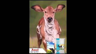 AMUL CATTLE FEED Jeevan Milk replacer  Calf starter feed cow cowfeed amul [upl. by Barbaresi937]