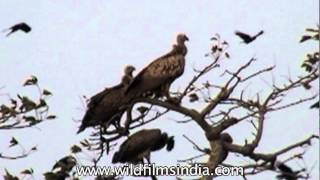 Flock of Cinereous Vultures in Assam [upl. by Comfort]