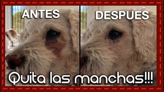 ¡Adiós a las manchas Remedios caseros para eliminar las manchas de los ojos de tu perro [upl. by Aleron]