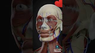 Fascial muscle actionzarish987 youtubeshorts viralvideo foryou ytshorts trending motivation [upl. by Idnis98]