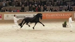 King👑 of the stallions JASPER 366 hengstenkeuring 2017 The King Faderpaard Friesian horse [upl. by Ahselef]