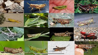 Types of grasshoppers  Different types of grasshoppers species [upl. by Teiv23]