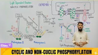 Light dependent reactions  Non cycle and cycle phosphorylation  chemiosmosis [upl. by Oaoj]