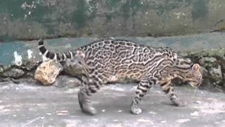 Ocelot Petencito Zoo Flores Lago Peten Itza Guatemala Central America North America [upl. by Eihctir728]