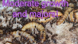 Solenopsis geminata update 2 Moderate growth and majors [upl. by Spillar831]