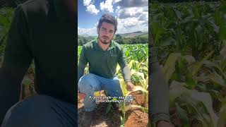 FITOTOXICIDADE nas plantas de milho safrinha🌽 shorts [upl. by Sorel]