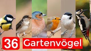 36 häufige Gartenvögel bestimmen  Aussehen Gesänge Besonderheiten [upl. by Dewain]