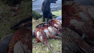 Happy Dog Labrador Retriever Driven Shooting Pheasant Shooting [upl. by Dj]