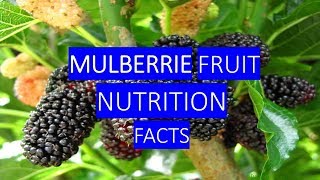 MULBERRIES HEALTH BENEFITS AND NUTRITION FACTS [upl. by Eirrod]