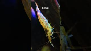 Amano Shrimp 🦐 Ideal Aquarium Setup Tips [upl. by Johnette]