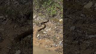 creepycrawly reptile nerodia Plain Bellied Watersnake in Oklahoma [upl. by Eelana]