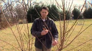 Pruning Peaches [upl. by Parker363]