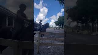 Bro Sammys motion is insane 🤩 gabbyrideshorses equestrian saddlebred saddleseat edit [upl. by Pollyanna]