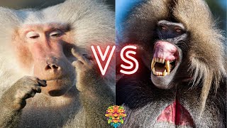 The Ultimate Showdown Baboon vs Gelada Fight to the Finish [upl. by Halie]