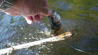 NH Fly Fishing Alder Fly brookie Androscoggin River [upl. by Fish952]