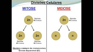 Meiose e Mitose [upl. by Ananna518]