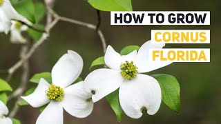 Cornus florida Growing Guide Flowering Dogwood by GardenersHQ [upl. by Llevrac]