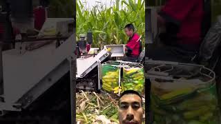 รถเก็บข้าวโพด Corn harvesting agricultural cornharvester cornharvesting shorts บ่าวvอีสานชาแนล [upl. by Fritz514]