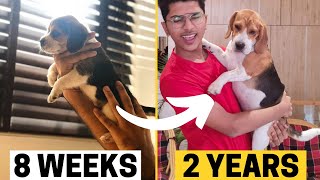 Beagle Puppy Transformation from 8 Weeks to 2 years Puppy to Adult [upl. by Alin440]