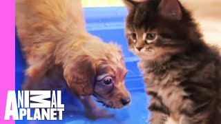 The Best Of Curious Cuddly Kittens And Puppies  Too Cute [upl. by Abbotsen]