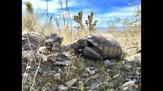 Wild Mojave [upl. by Liam840]