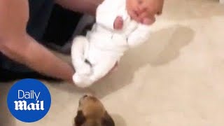 A Chihuahua dog is so happy to meet a new born baby  Daily Mail [upl. by Sorips]