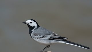 Wagtail  খঞ্জনা  White Wagtail [upl. by Aisanahta]