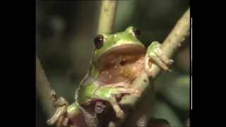 Grenouilles et crapauds  Documentaire Animalier [upl. by Bohner913]