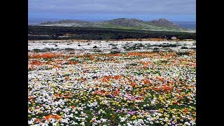 Flowering Desert of South Africa  Namaqualand Northern Cape [upl. by Edmead899]