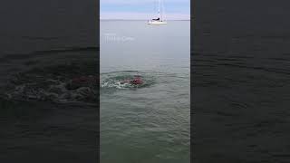 Red mermaid splashing her tail out of the water Lake Michigan mermaid performer shorts [upl. by Waal]