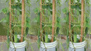 How to grow cucumber in paint bucket easily [upl. by Ymmak]