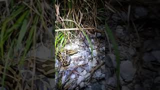 Catching A Burmese Python In The Florida Everglades [upl. by Lotson]