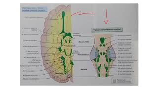 Ganglios basales  Parte 55 Pares craneales [upl. by Ultan432]