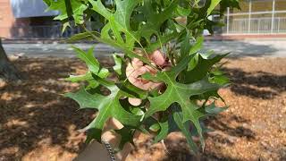 Quercus palustris pin oak [upl. by Ruelu]