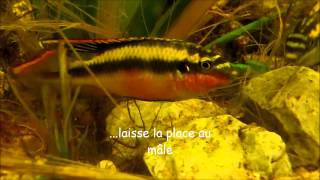 Pelvicachromis pulcher avec les alevins [upl. by Antonino]