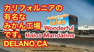 カリフォルニアの有名なみかん工場です。DELANOCA。Wonderful Halos Mandarins [upl. by Franek]