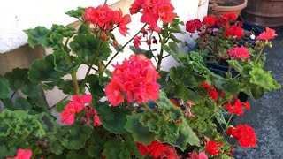 How to take geranium cuttings [upl. by Lacy]