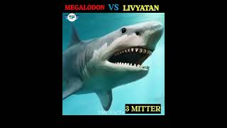 MEGALODON VS LIVYATAN 🦈in Hindi amazing factsTMC FACTSfacts shortshortbeta [upl. by Naerb]