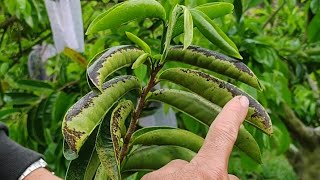 guanabana hongo devastador Micosphaerella sigatoka negra [upl. by Milas607]