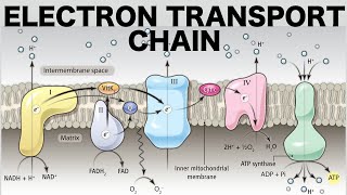 Oxidative phosphorylation 3  Complex III and the Q cycle [upl. by Libyc812]