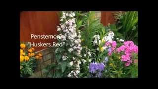 Penstemon huskers Red in flower help care and propagation [upl. by Decima568]