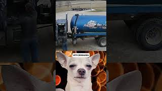 CHIHUAHUAS SHOCKED REACTION BIZARRE TANKER INCIDENT 🚨🛢️🤯 WeirdMystery chihuahua [upl. by Novyak798]