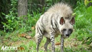 Hyena soundصوت الضبع [upl. by Aciruam]