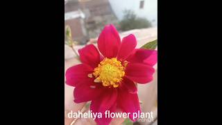 dahliasdahliaseasongardeningcutflowerflowerfarmnaturedahliagardenflowergardenterracegarden [upl. by Rivalee408]